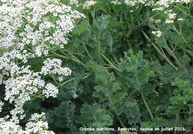 Crambe maritima